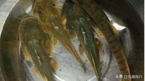 [Xiling Evening Chat] (9): Fishing, fishing and catching fish - iMedia