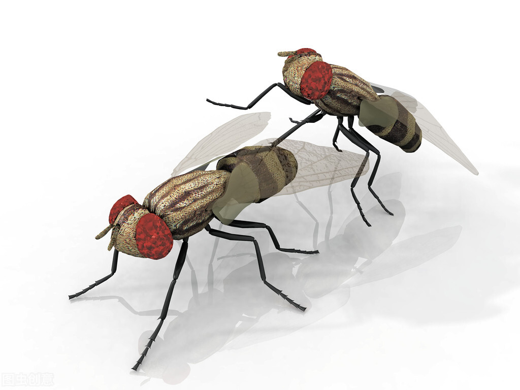 Why do flies always rub their hands?Also screw your head off to play?I almost laughed iNEWS