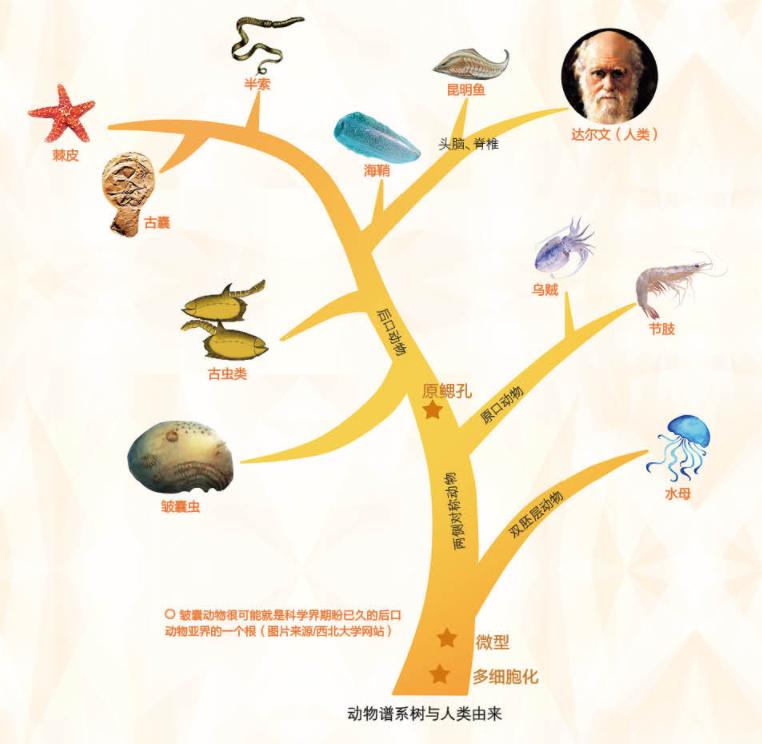 535-million-year-old human ancestor's closest relative - iMedia