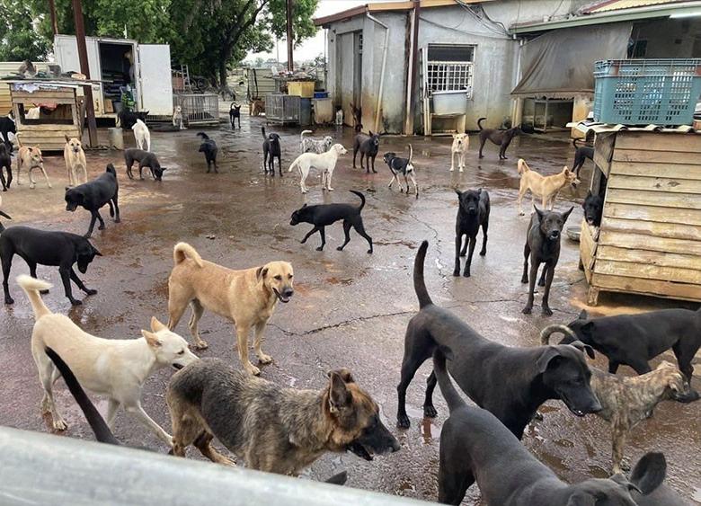 China's more than 40 million stray dogs, what will happen in the end ...