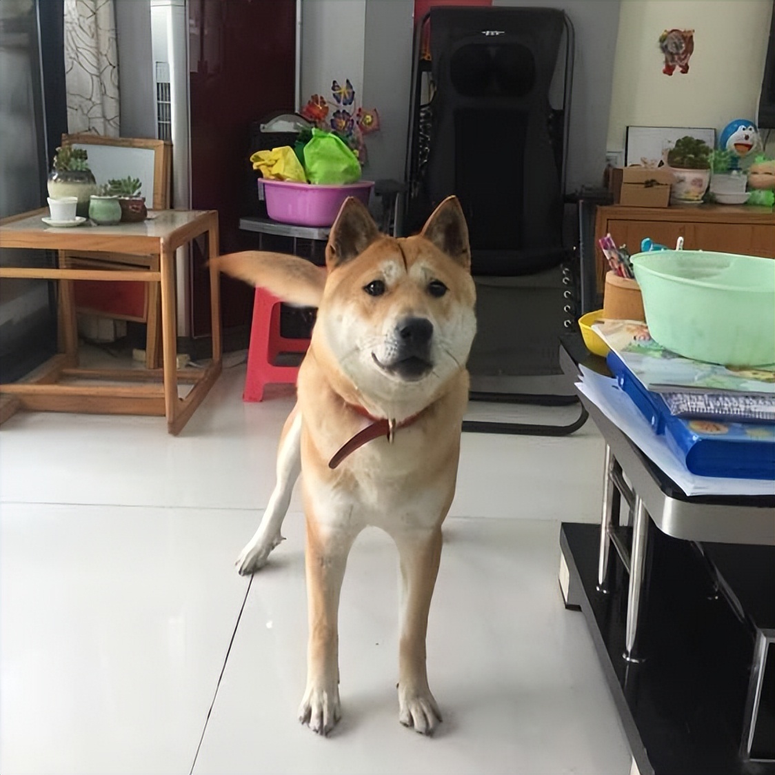 Foring Dogs These 5 kinds of