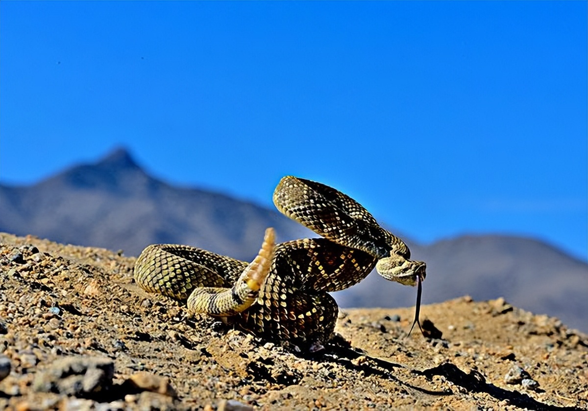 Why do snakes choose to live in the desert? iNEWS