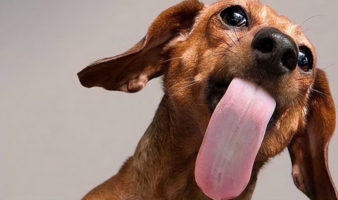 Why do dogs like to lick their owners?Should the owner learn to refuse