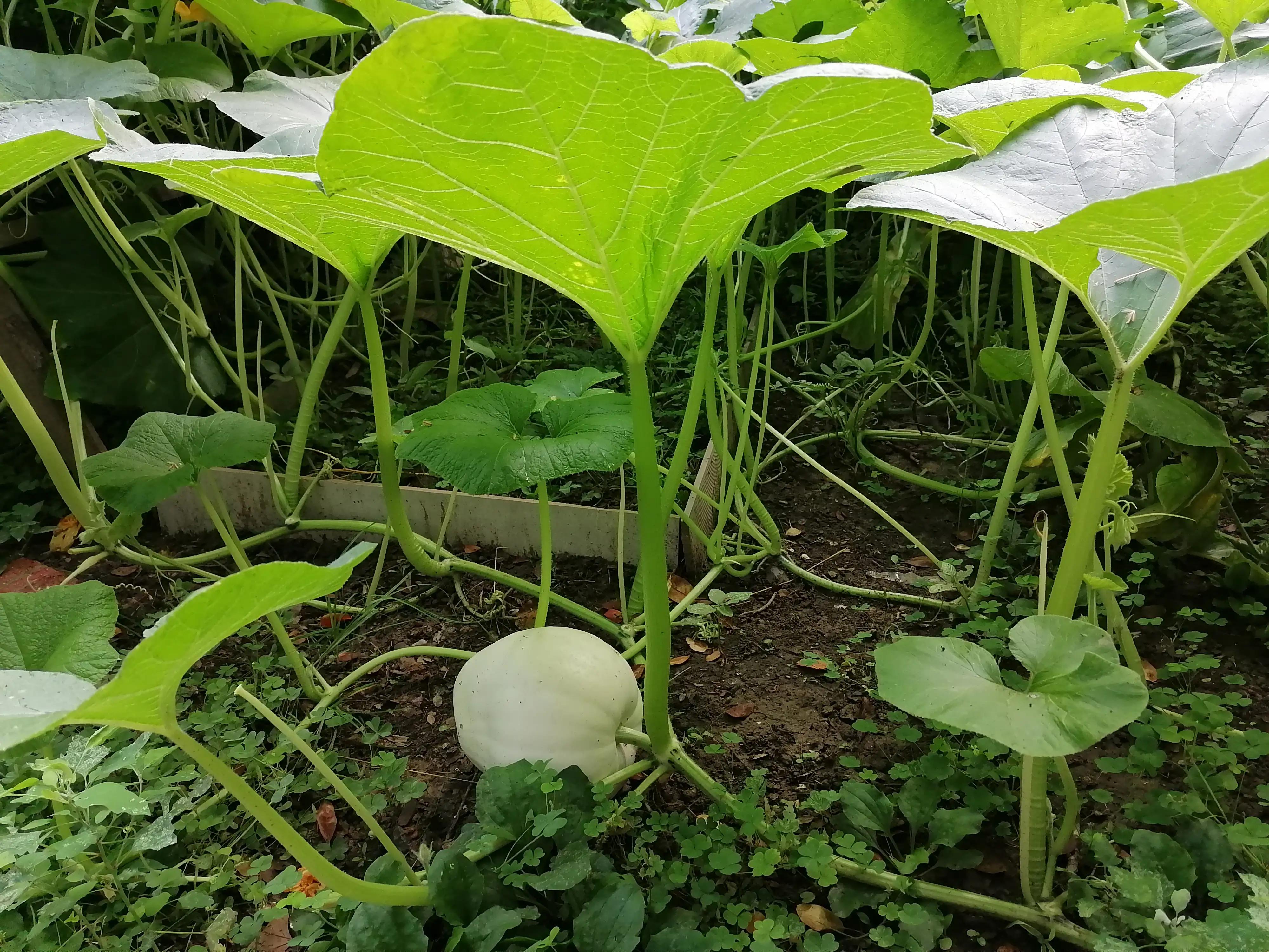 Eat less meat, eat more vegetables, exercise properly, be healthy and