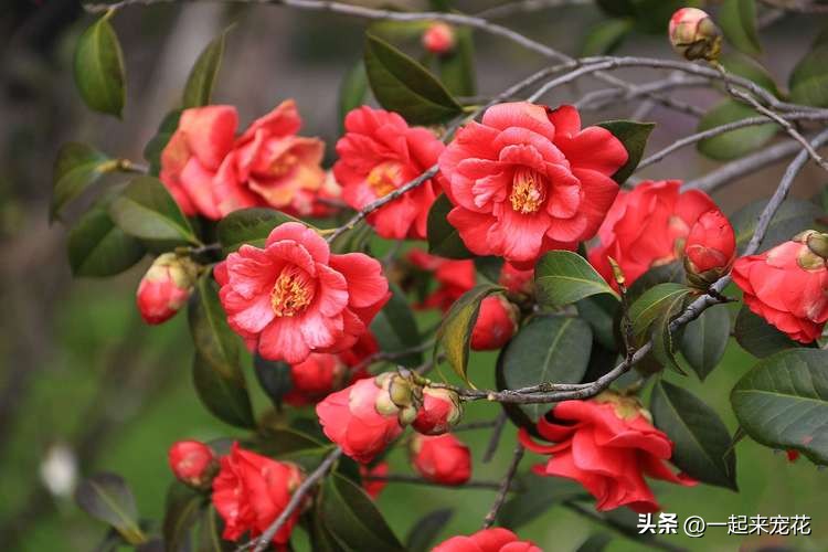 After the camellia grows buds, do 3 things in time to prevent the buds