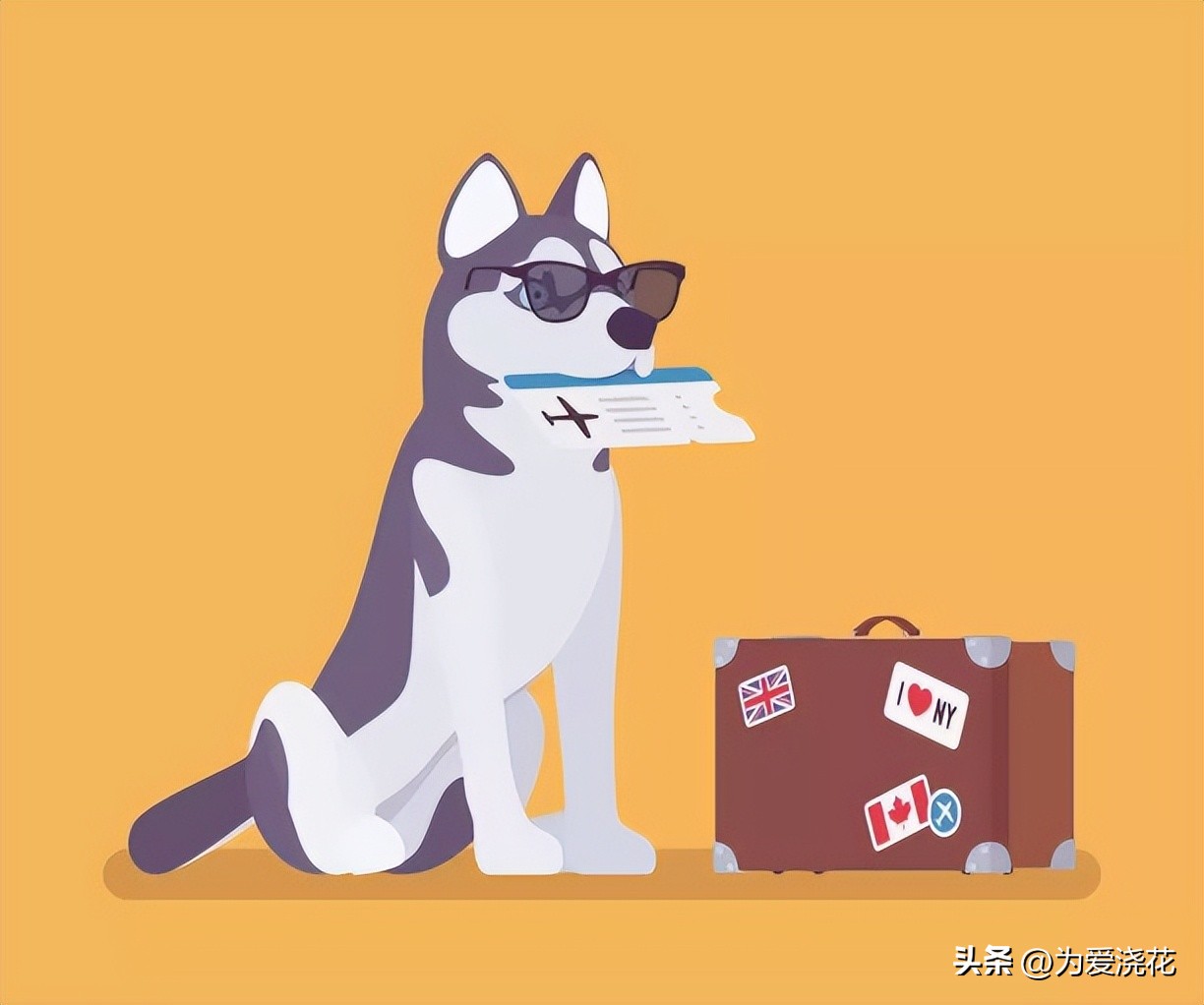 Are pets allowed on a plane? Are pets allowed on a boat? How to take