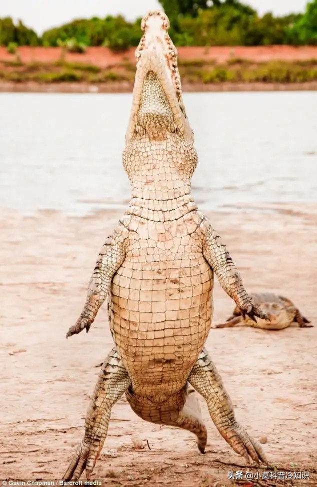 The most dangerous crocodile in the world, what would happen if you