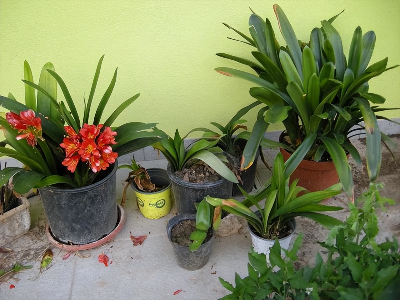 10 kinds of "auspicious flowers" have "cheap goods", but only