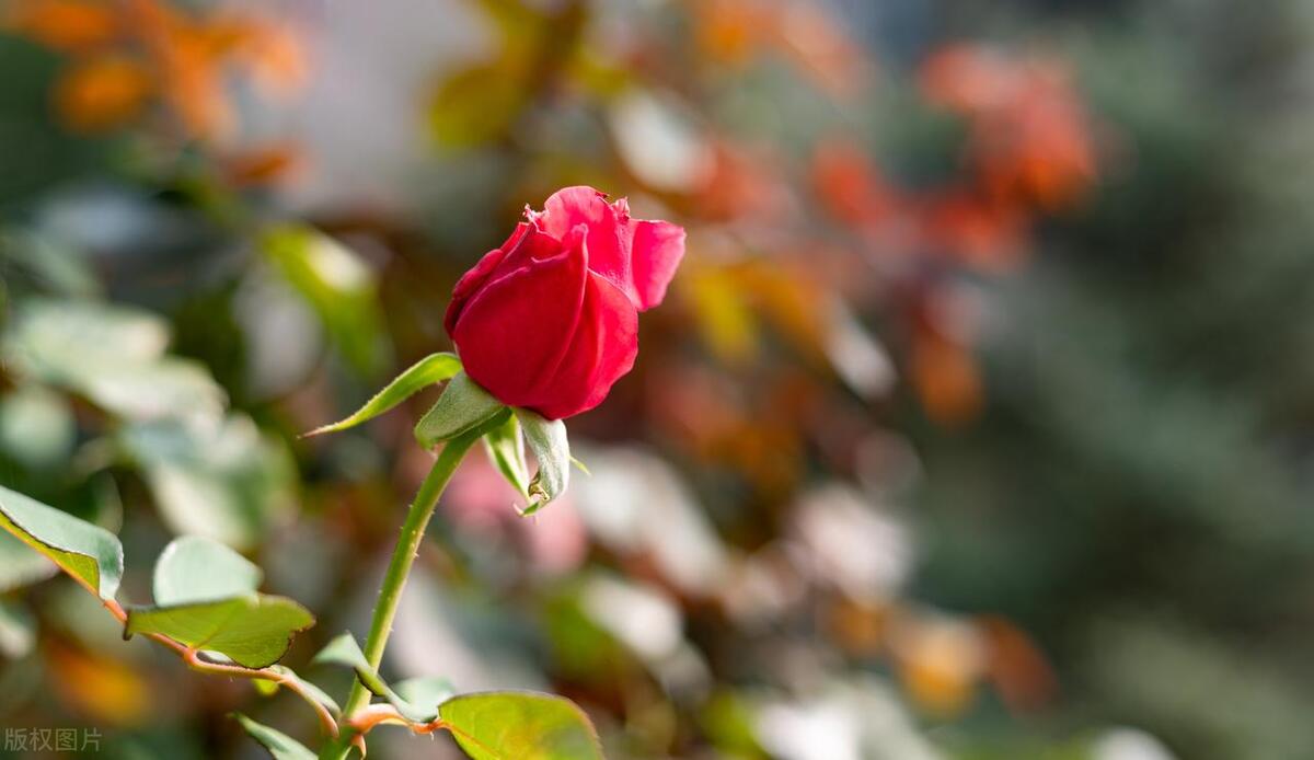 Can roses be eaten? Teach you pure handmade homemade rose sauce iMedia