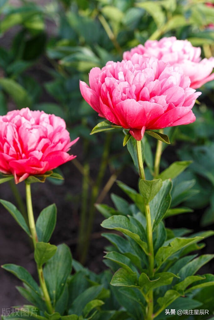 The beauty of peony is rare in the world iNEWS