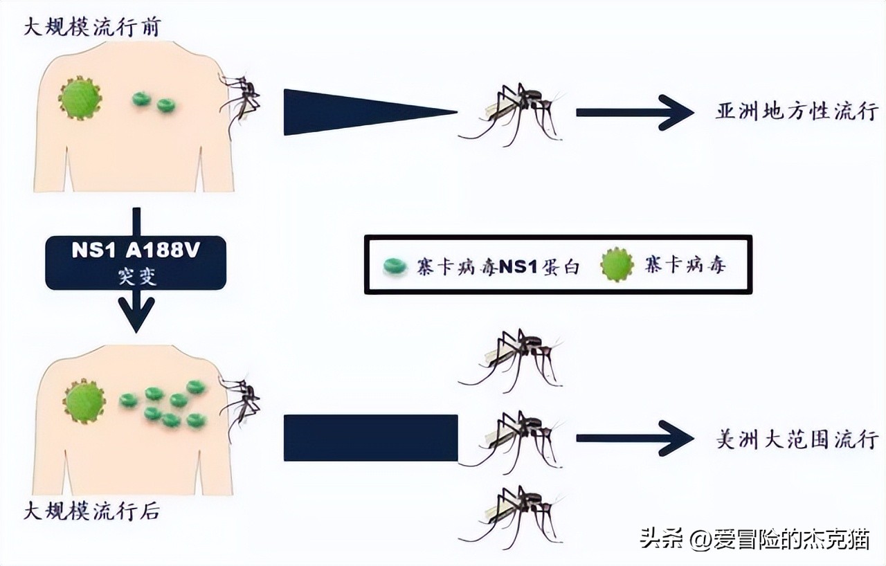 The lowkey killer Zika virus the expected and the unexpected iNEWS
