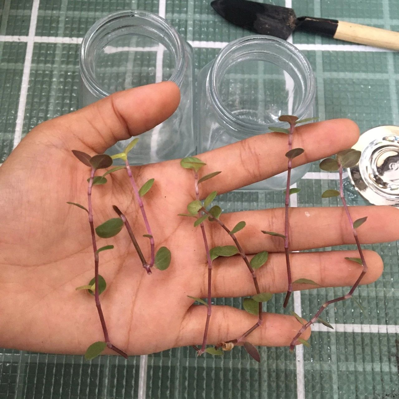 Graygreen coldwater flower soil culture and hydroponics test, petite