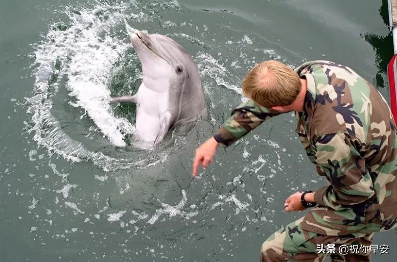 Military dolphin soldiers may have participated in Russian military ...