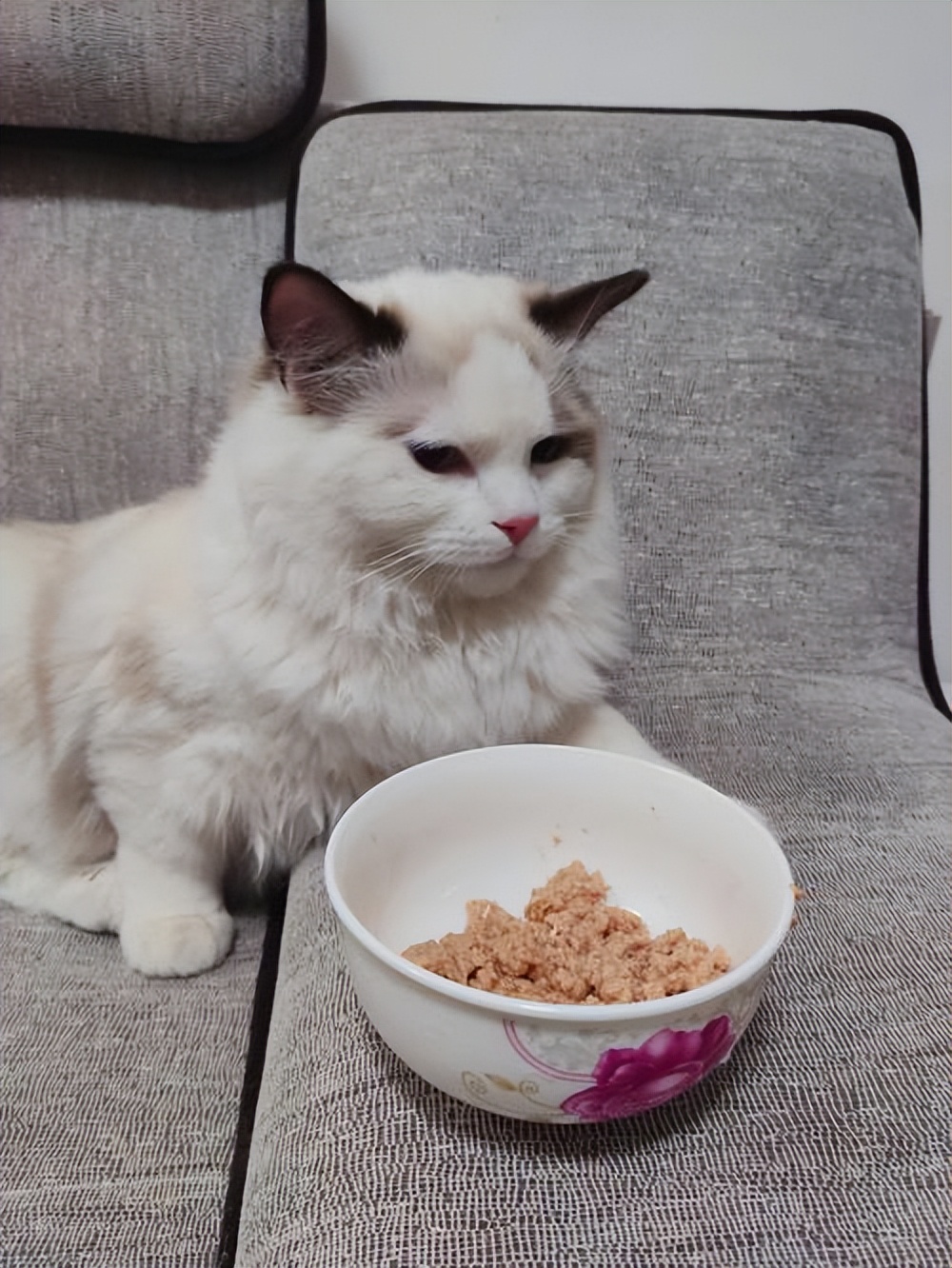 Does a cat feel bad when it changes owners? iNEWS