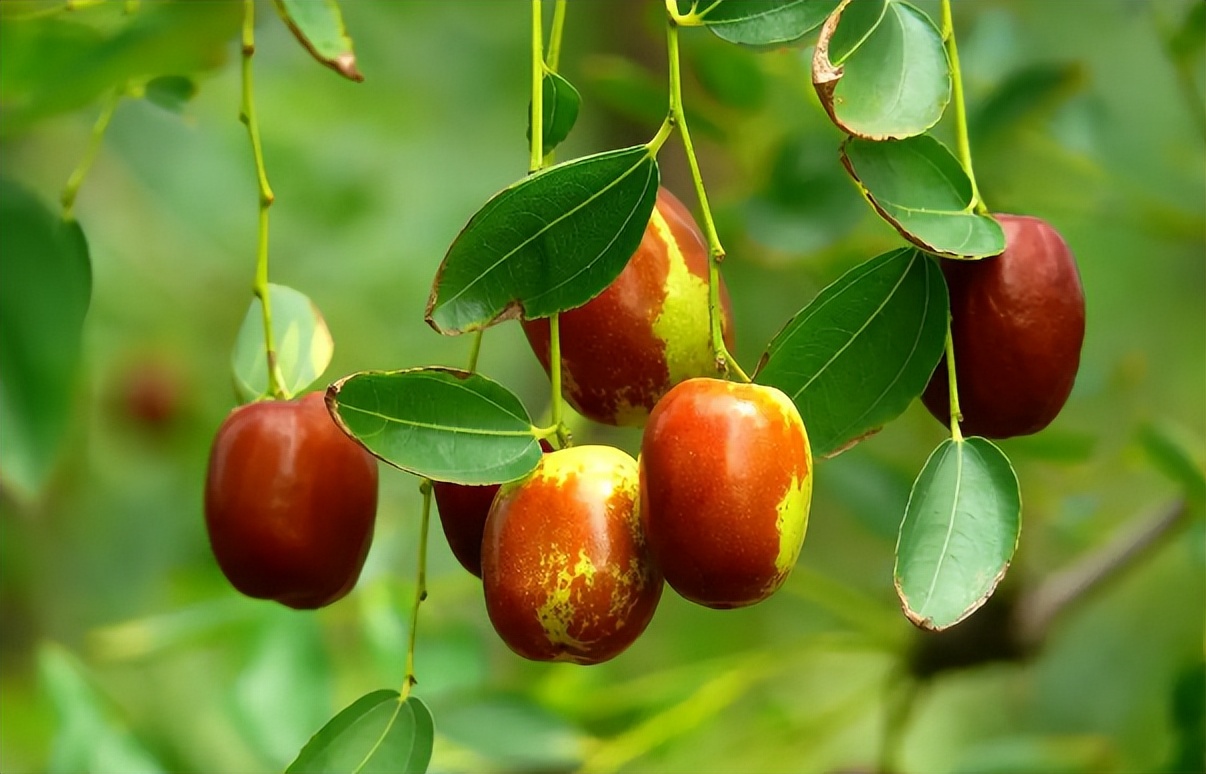 The fruits of the ancients are also rich and diverse. What other fruit