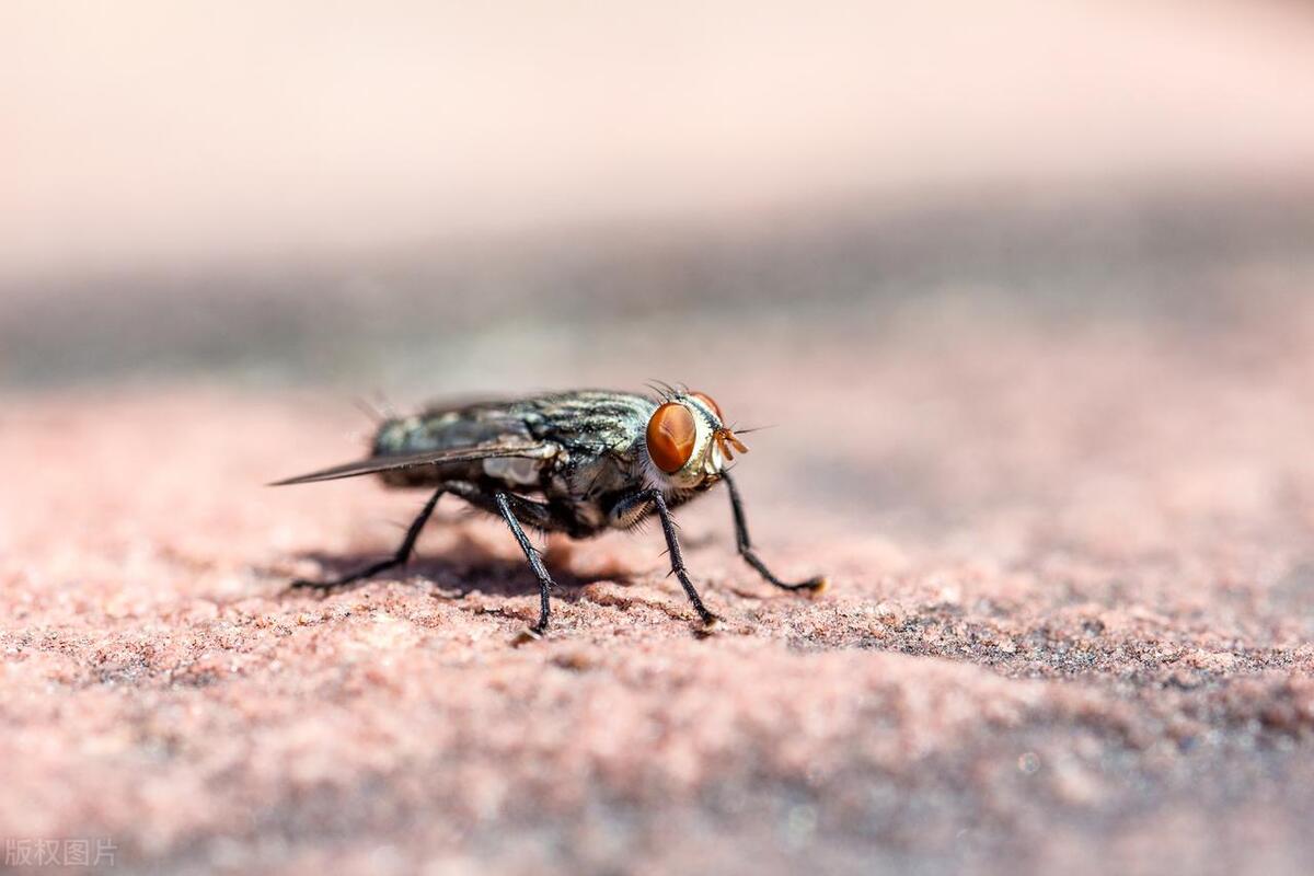 Did flies turn into maggots? How did flies develop from maggots? iMedia