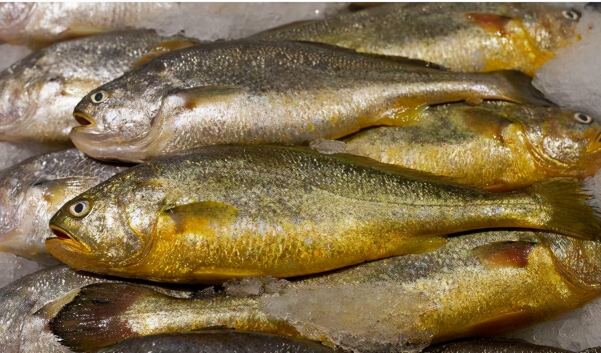 The 50 most common edible fish, don't say you don't know, take a good ...
