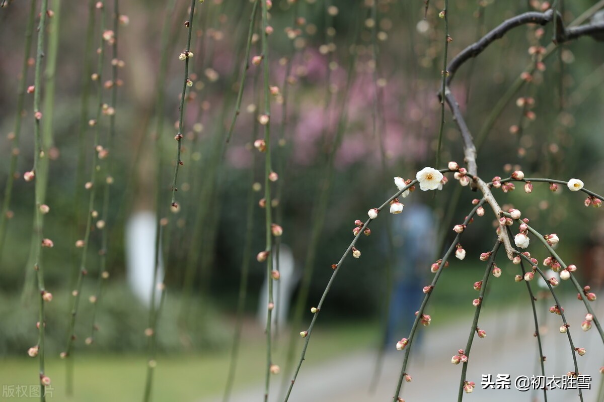 Con Tos Spring Three beautiful ancient poems for the Spring Festival: Spring is also ...