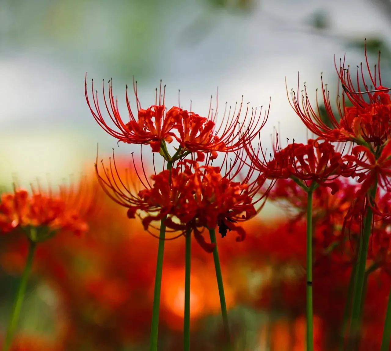 6 kinds of flowers are "unlucky", no matter how much you like them, don