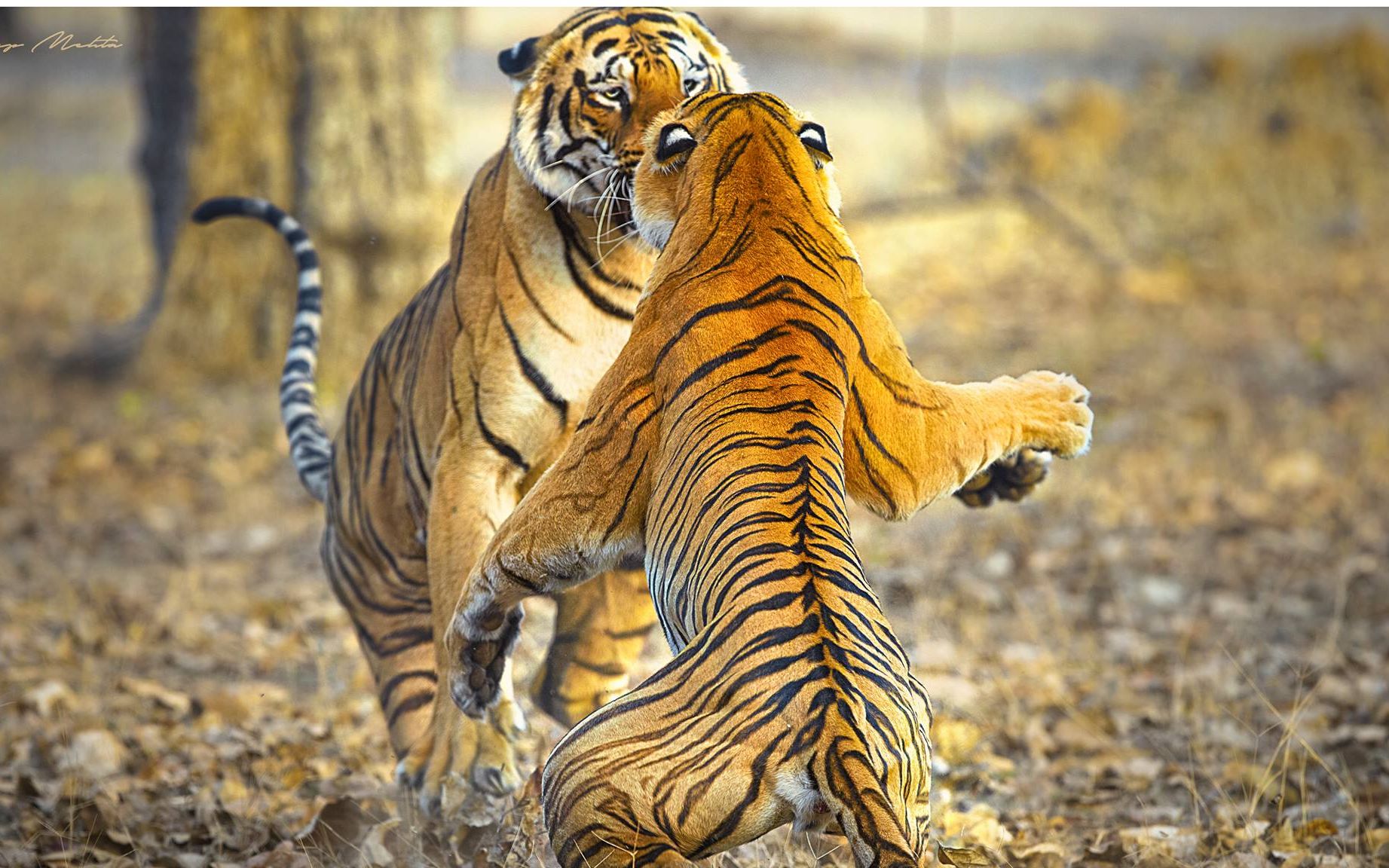 Male animals are generally short-lived because they are destined to be