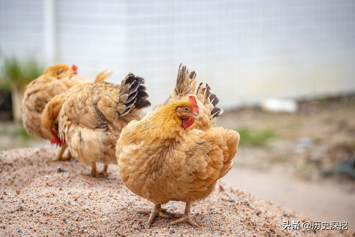 Chickens were raised 4000 years ago? Japan's Oldest Chicken Bone