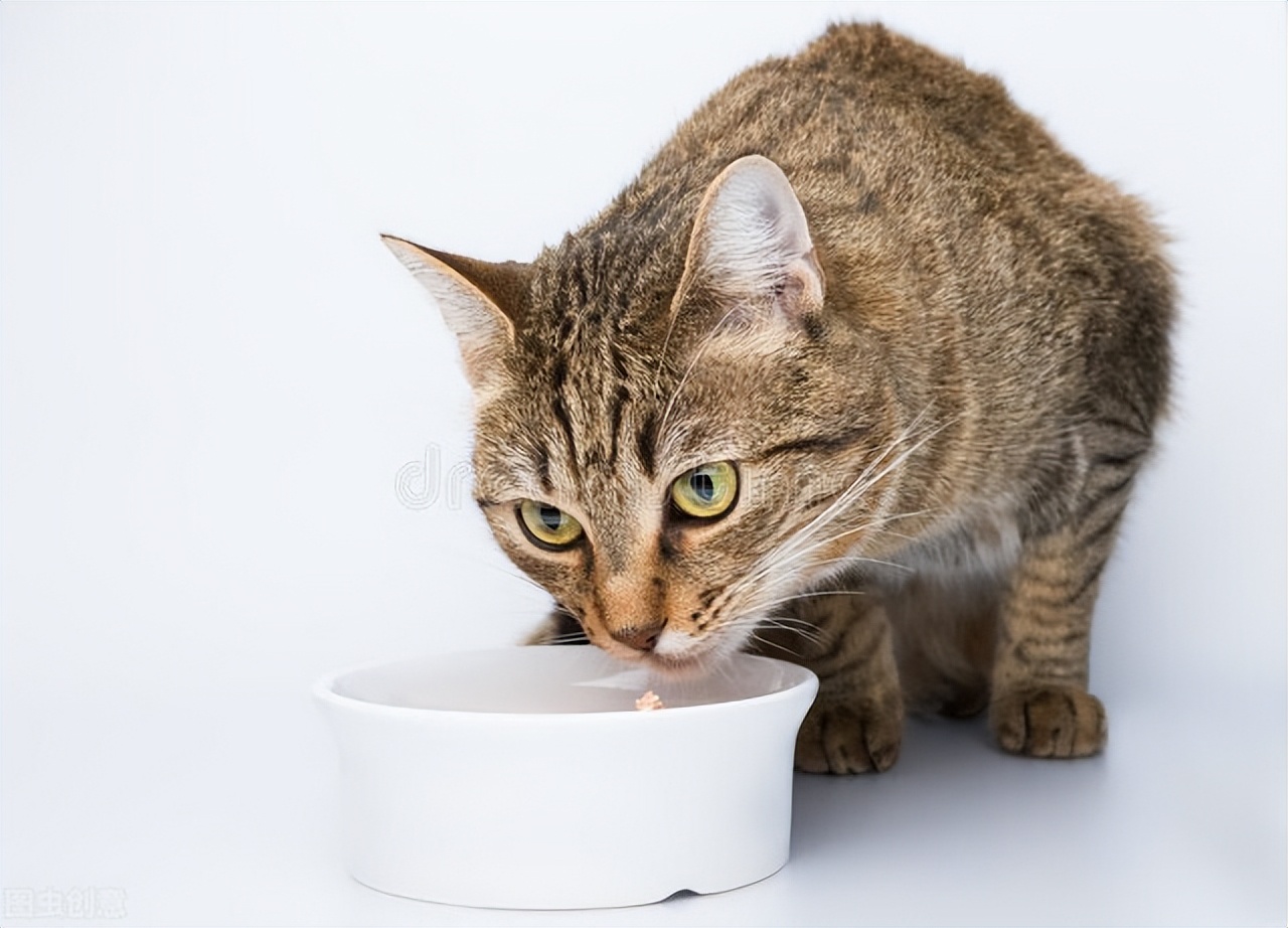 How to deal with cat constipation iNEWS
