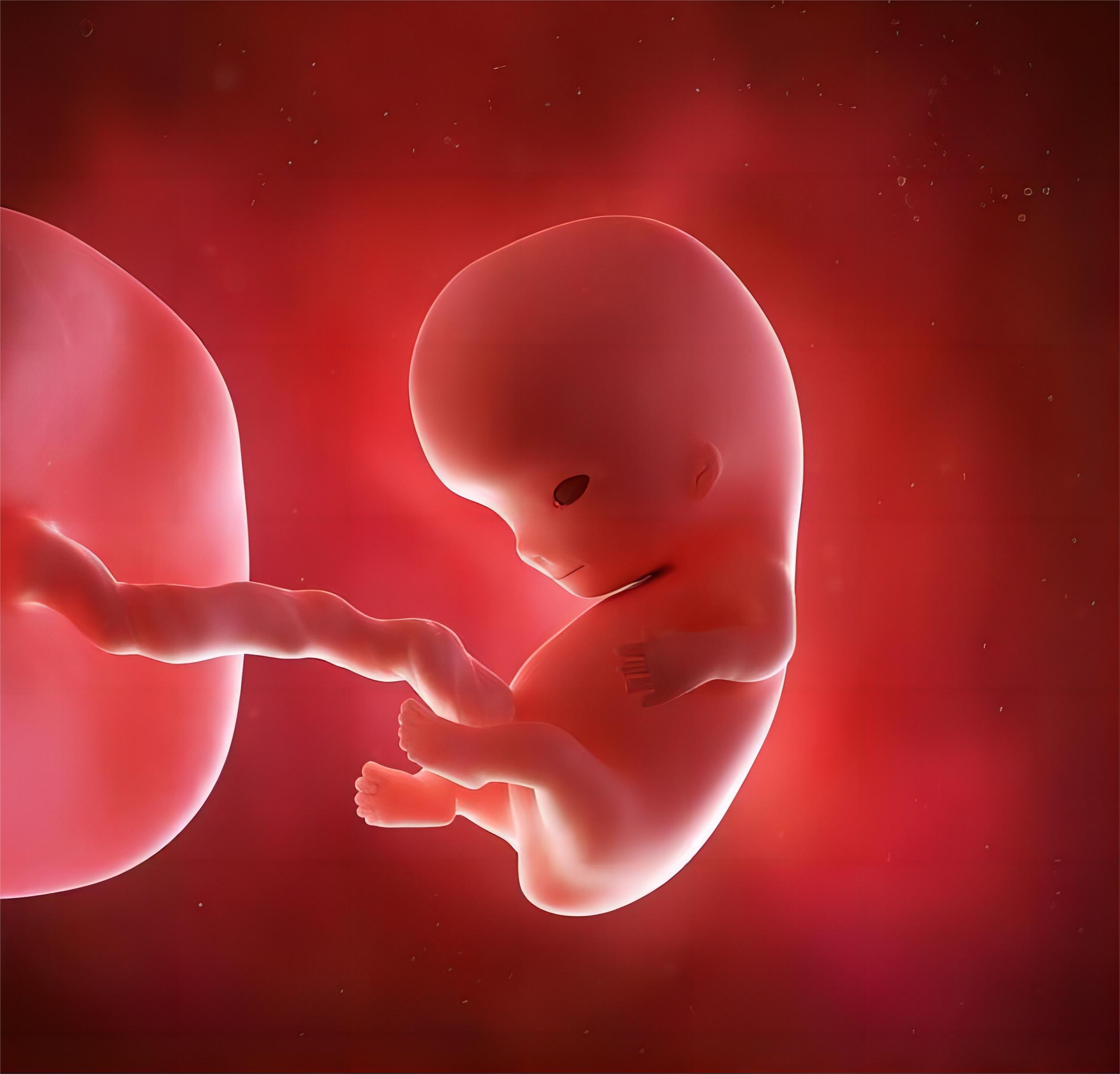 Can the baby hear the mother while in the womb? - iNEWS