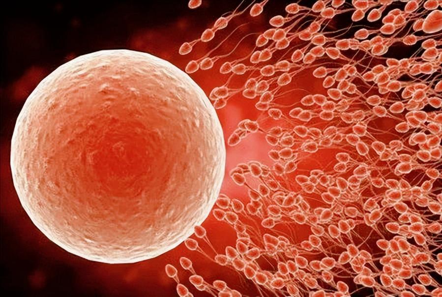 Why do humans have a fixed estrus period and hide the ovulation period