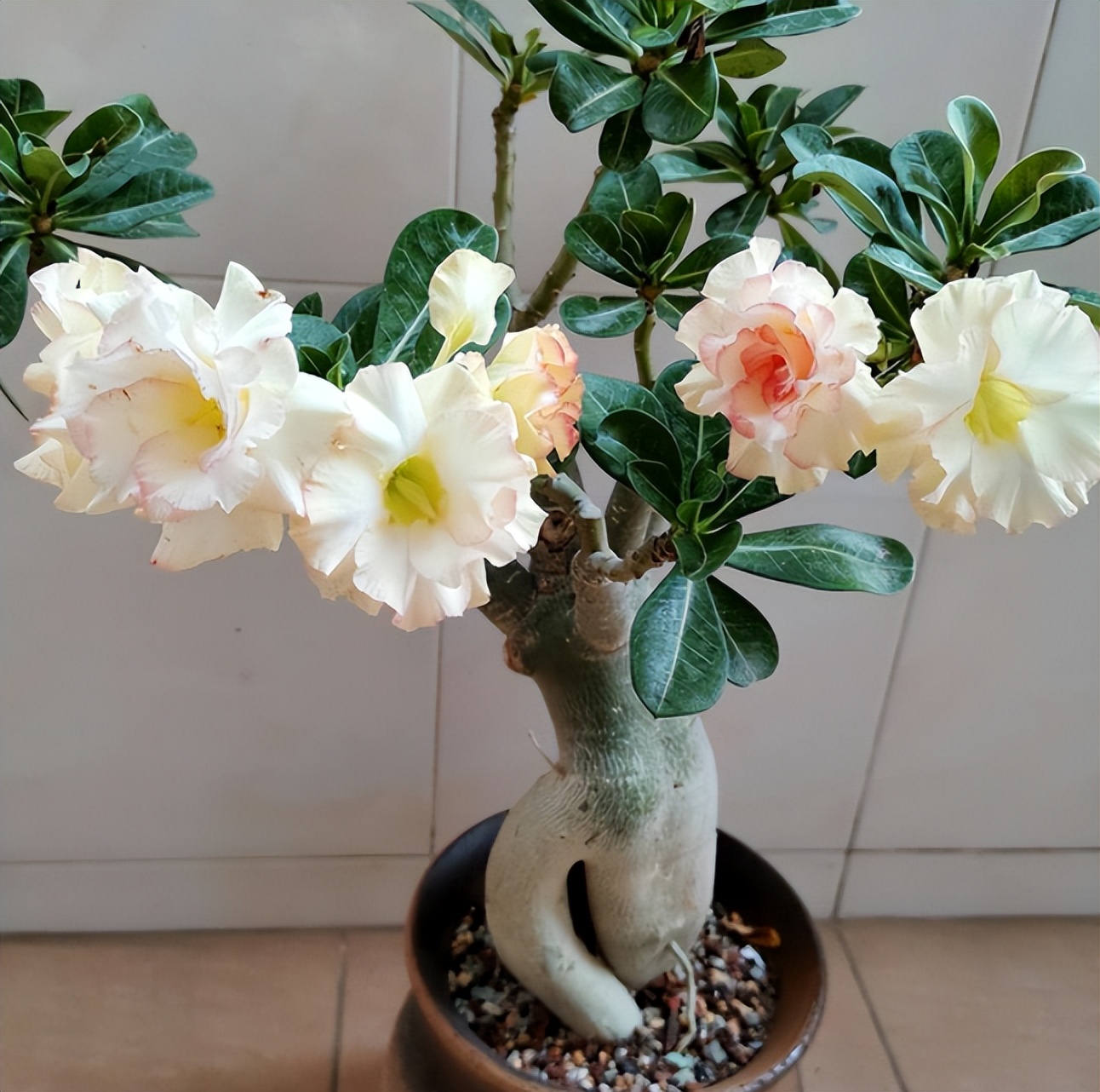 "5 kinds" of flowers that are easily killed by water, most people can't