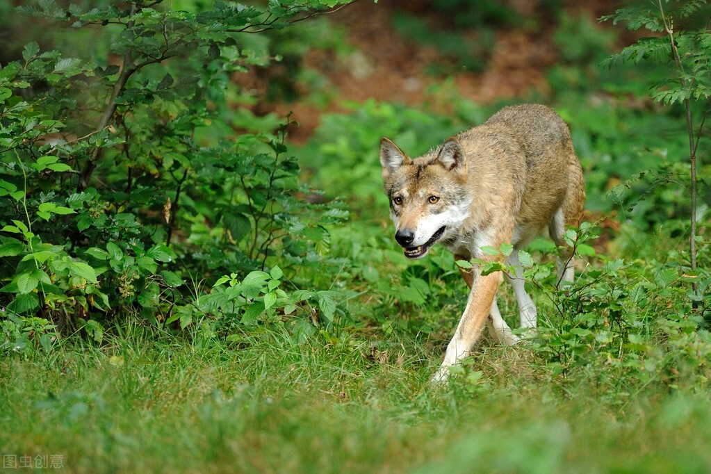 Why are wolves afraid to attack sheep protected by sheepdogs?Can a wolf beat a dog? iNEWS