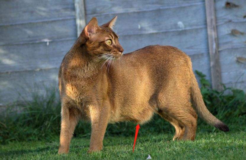 猫咪身上的6个小秘密 养猫多年的你 都未必知道 资讯咖 猫咪身上的6个小秘密 养猫多年的你 都未必知道 资讯咖