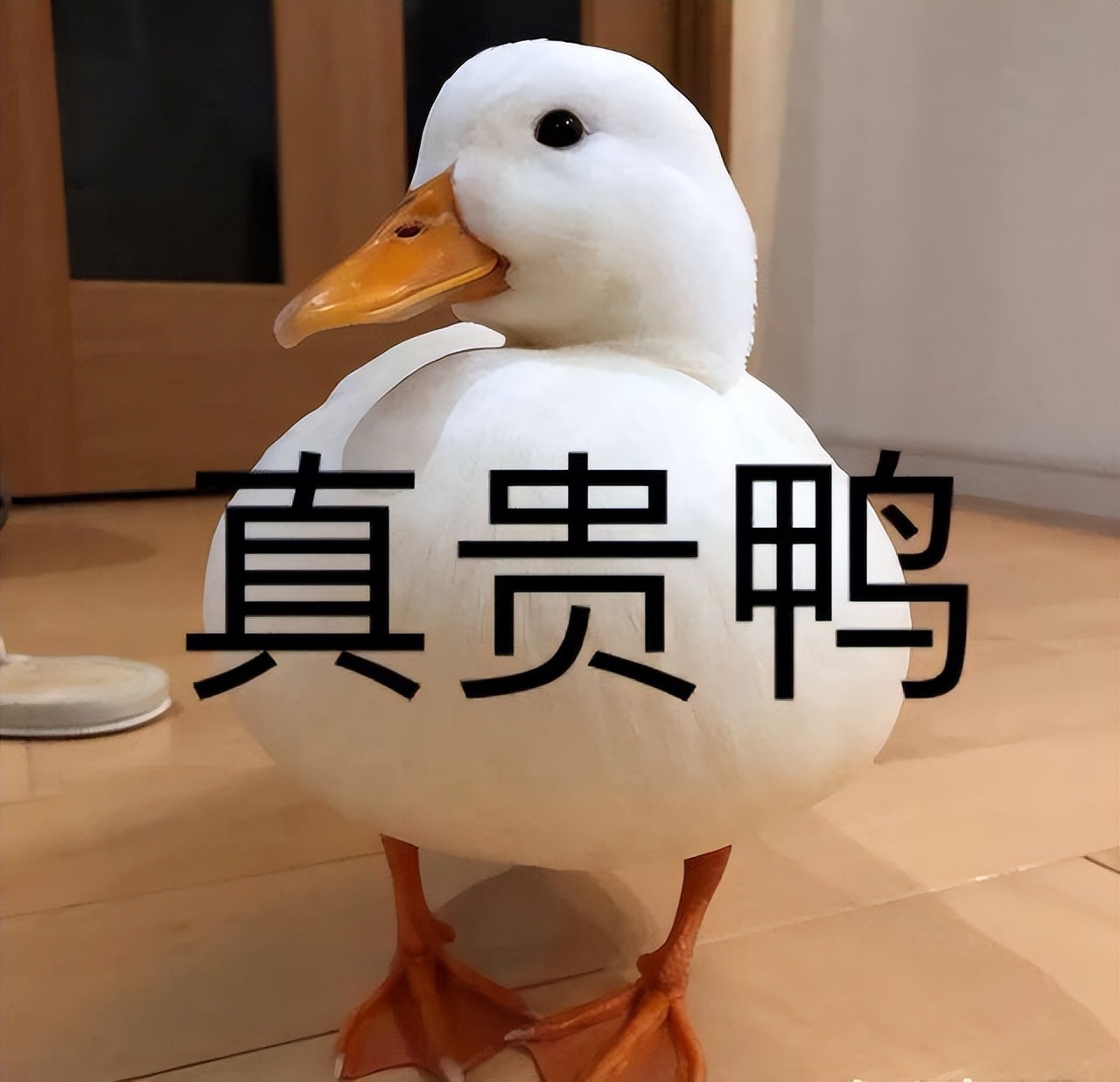 Why is Keer Duck so expensive, just because it looks cute? iNEWS
