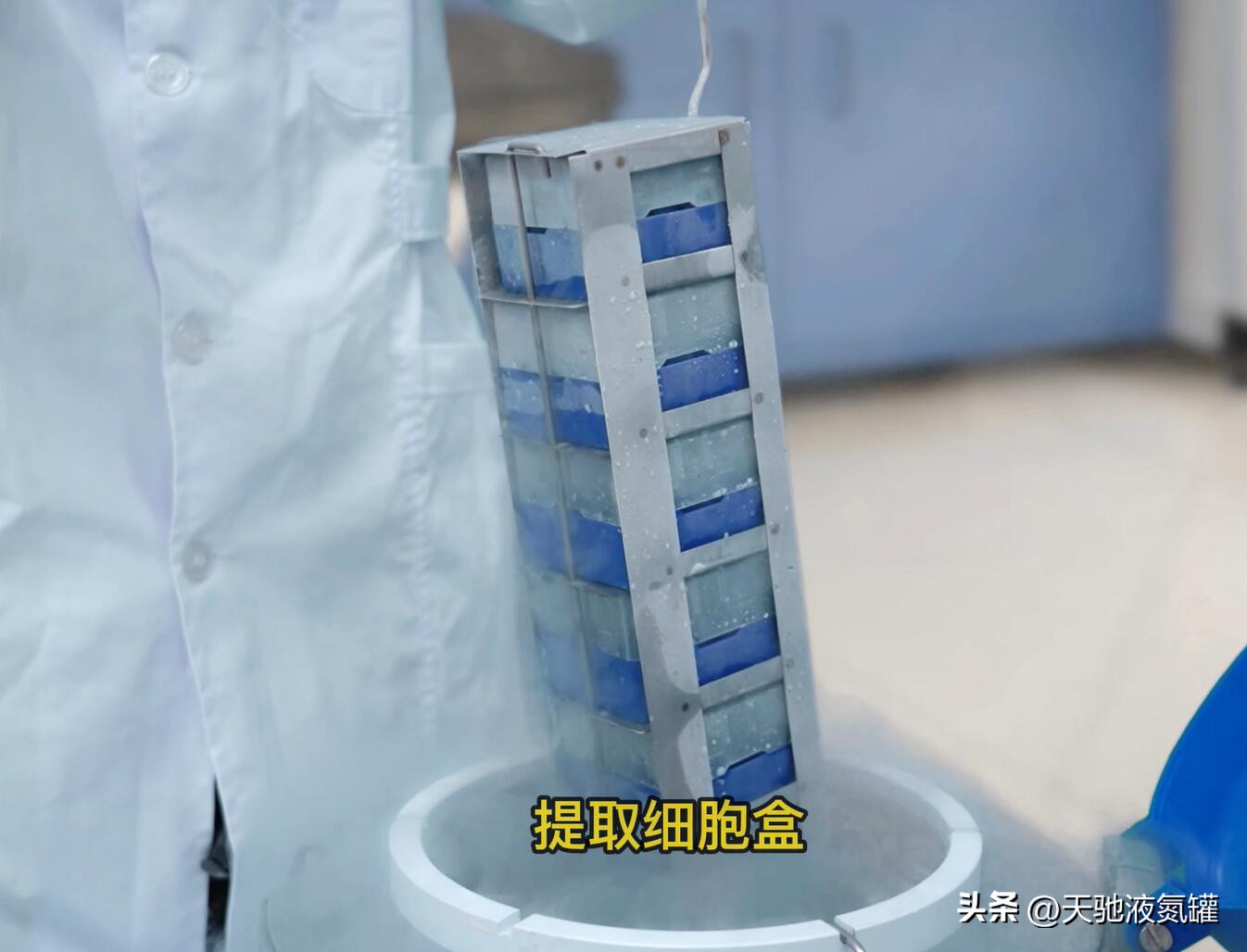 Can animal cells be stored in a gasphase liquid nitrogen tank for a