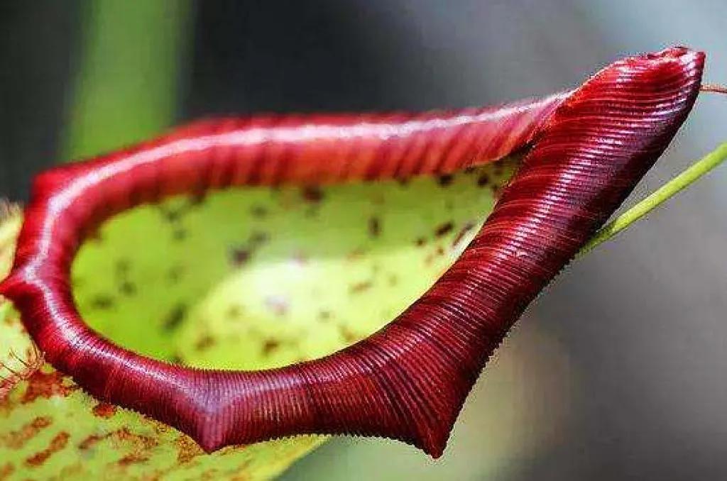 The Mystery of Cannibal Trees Can Plants Eat People?Why do plants eat