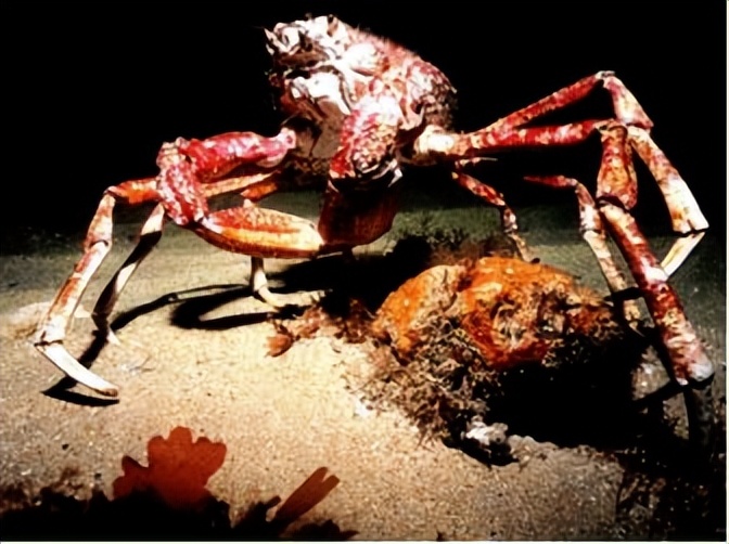 Nuclear pollution causes mutation?The Japanese killer crab with legs