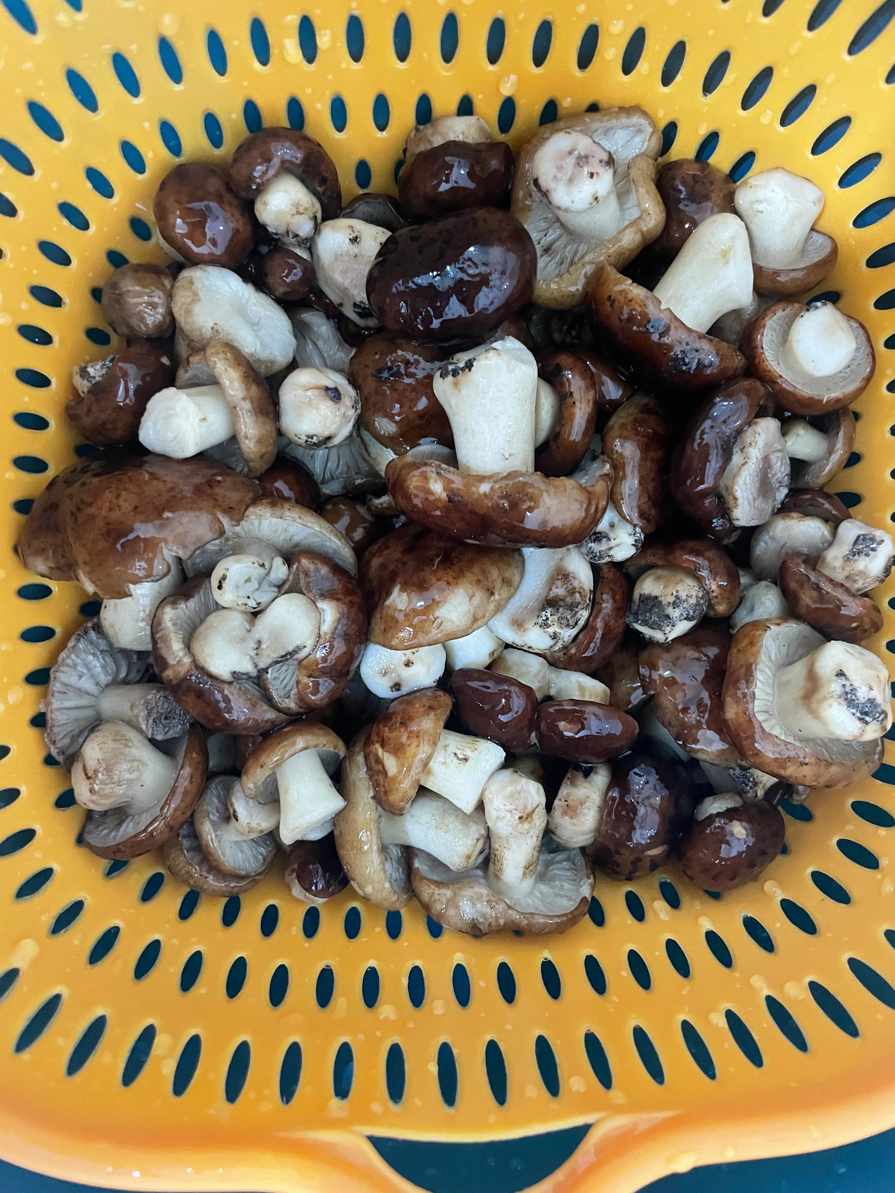 Fresh fried wild mushrooms, seaweed egg drop soup, xiao long bao iMedia
