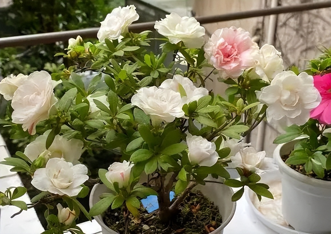The five major strains of rhododendrons have different styles and are ...