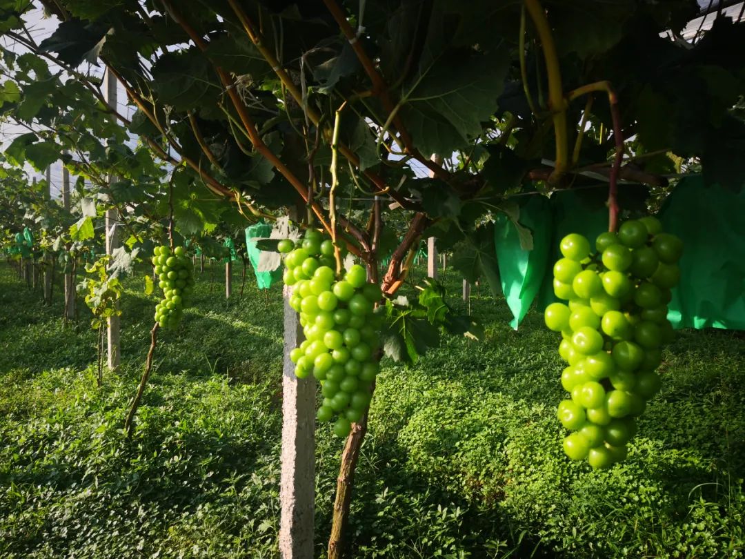 The picking map of Wangying in Lichuan City is here!The sweetness of ...