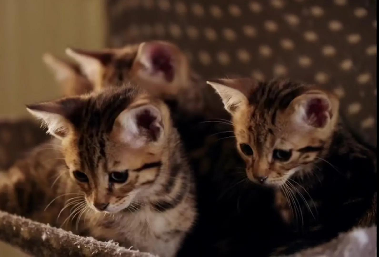 Why is there no cat in the Chinese zodiac? iNEWS