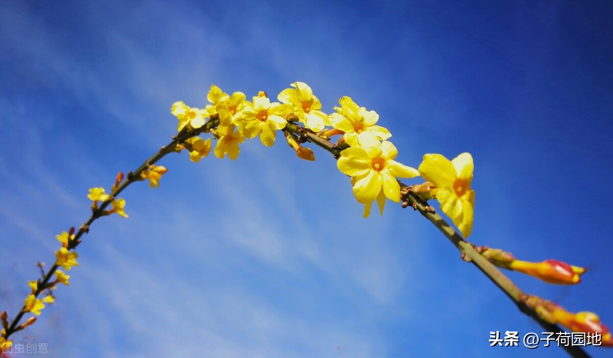 迎春花会结果吗图片