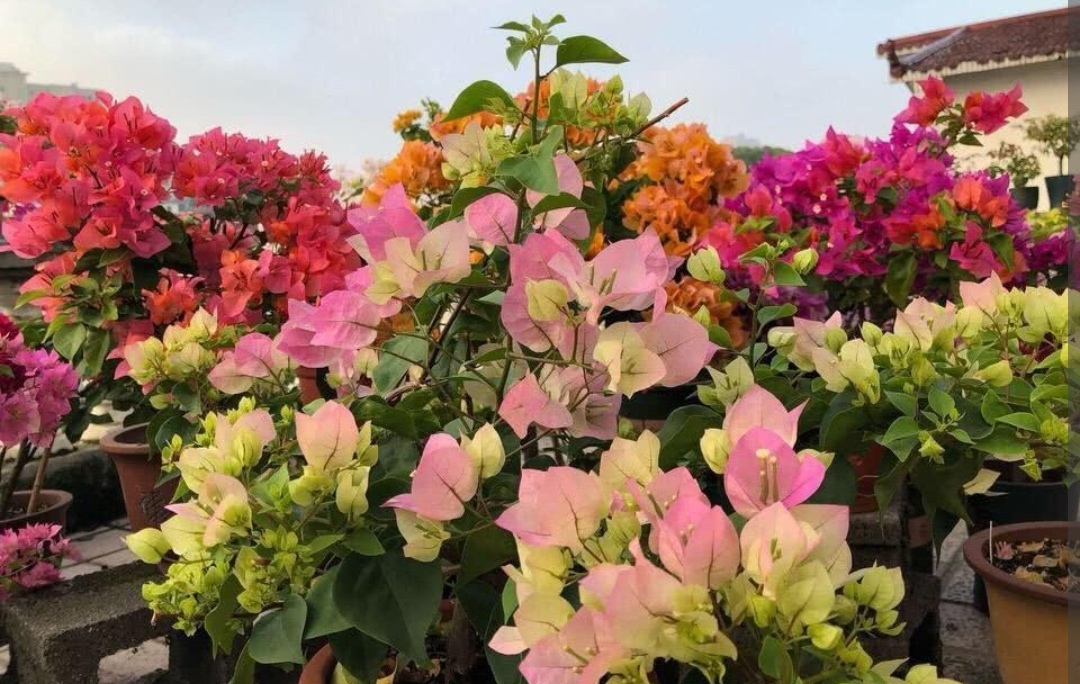 6 kinds of flowers that like sunshine iNEWS