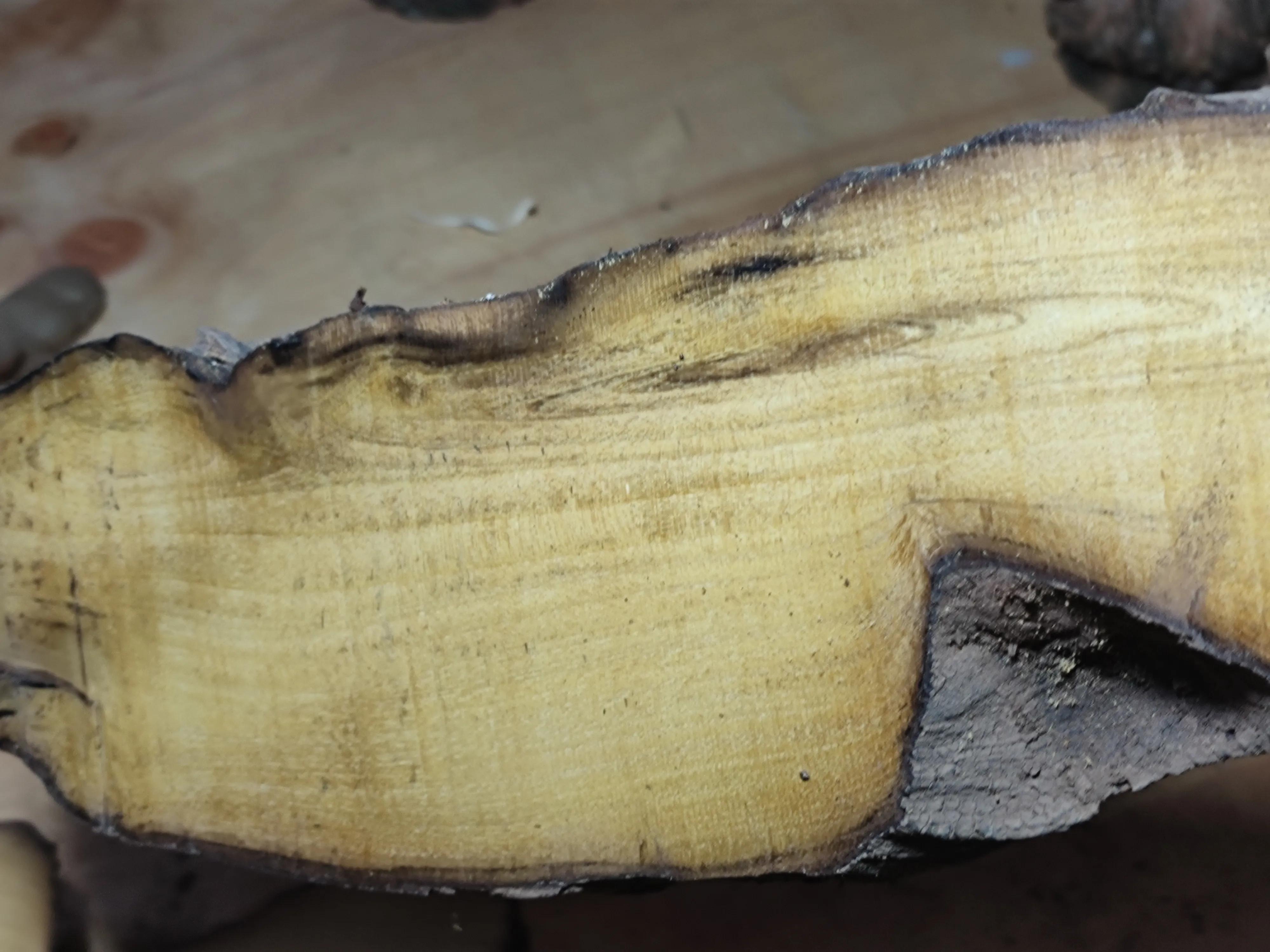 How to Regenerate a Section of Weathered Rock Mulberry Tree Roots - iNEWS