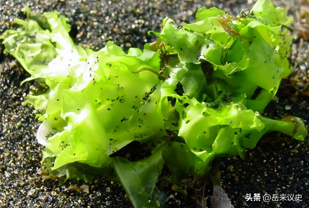 Oyster Vegetables A Treasure House of Nutrition in the Ocean and a