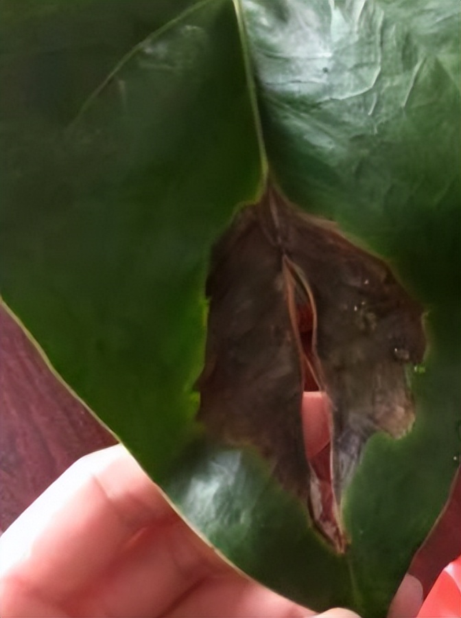 Anthurium leaves at home always have spots and holes?Gardeners tell you