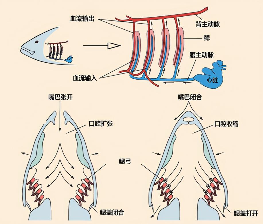 The Mystery of Fish Gills and Human Lungs Why Can Fish Breathe Water