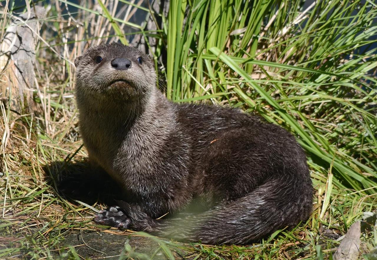 深入了解水獺:這些神奇動物的生活習性和適應能力 - 資訊咖