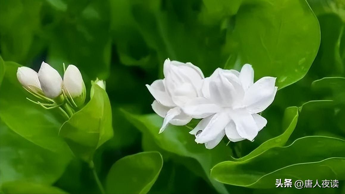 The three major maintenance of gardenias that are prone to mistakes