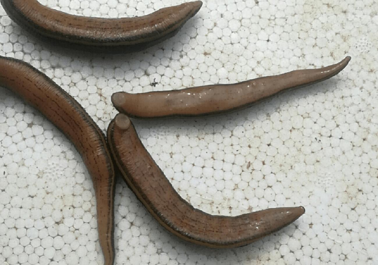 Are ugly leeches harmful to humans? After accidentally swallowing a