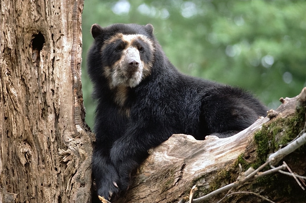 Sichuan boy rescued the spectacled bear cub. Two years later, the boy ...