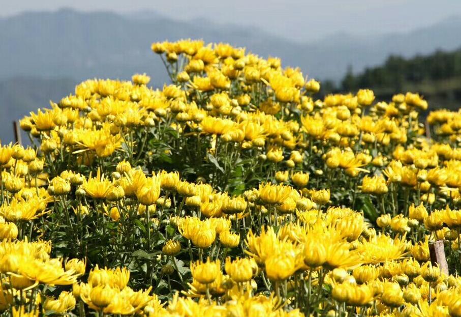 10 of the most classic "chrysanthemum poems" in history iNEWS